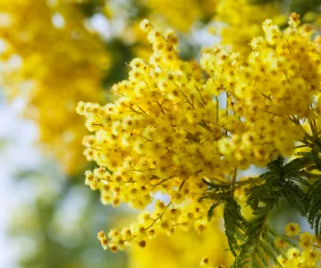 Mimosa