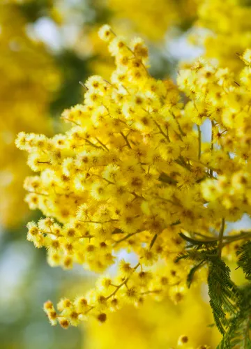 Mimosa