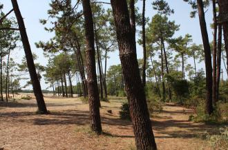 Crédit : Ile d'Oléron Marennes Tourisme