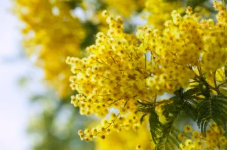 Mimosa