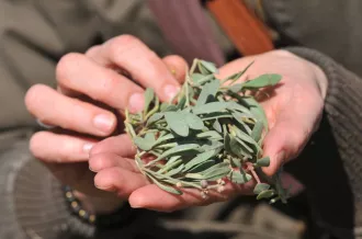 Atelier reconnaissance des plantes sauvages comestibles et dégustation