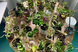 Atelier bouturage_Saint-Trojan-les-Bains