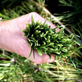 Sortie, dégustation et atelier cuisine Saveurs de la forêt