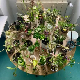 Atelier bouturage_Saint-Trojan-les-Bains