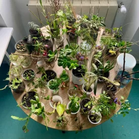 Atelier bouturage_Saint-Trojan-les-Bains