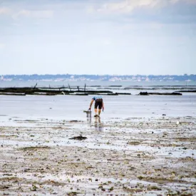 Exposition - Pêche à pied_Saint-Trojan-les-Bains