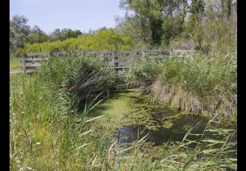 Marais des Bris