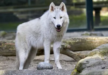 Loup de Mackenzie