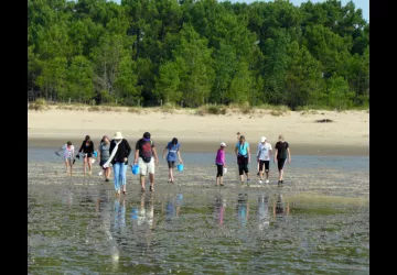 Sortie de sensibilisation à la biodiversité de l'estran