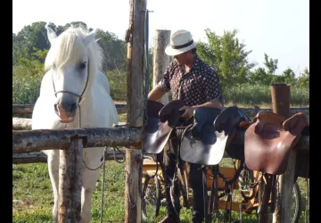 Chevaux de la Manade