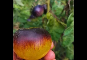 Visite et atelier aux jardins de l'APO_Saint-Trojan-les-Bains