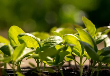 Visite et atelier au jardin de l'APO_Saint-Trojan-les-Bains