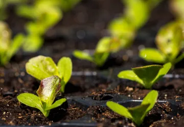 Visite et atelier au jardin de l'APO_Saint-Trojan-les-Bains