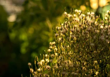 Visite et atelier au jardin de l'APO_Saint-Trojan-les-Bains
